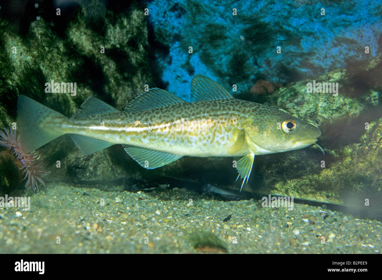 Young Cod (Gadus morrhua) Stock Photo