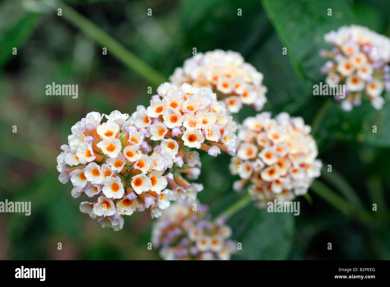 Growing Greener In The Pacific Northwest Buddleia Butterflies