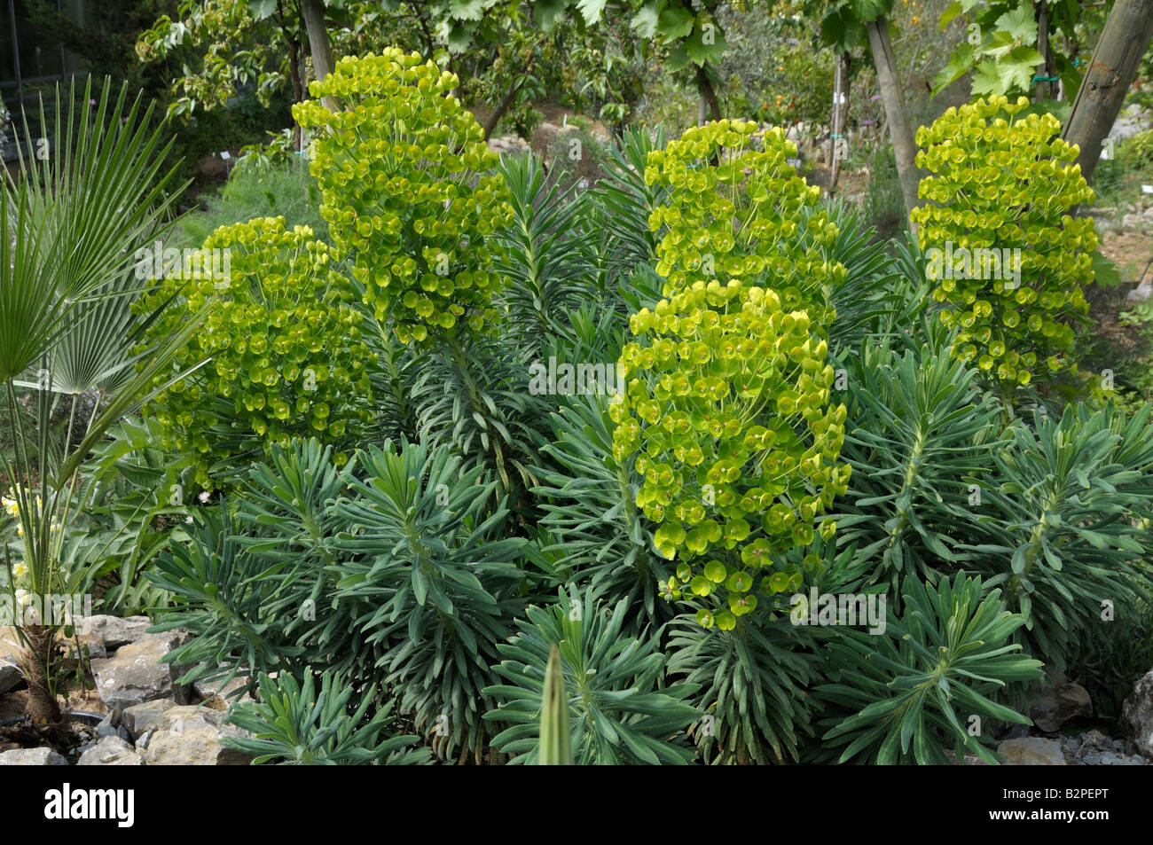 Large Mediterranean Spurge (Euphorbia characias), flowering Stock Photo