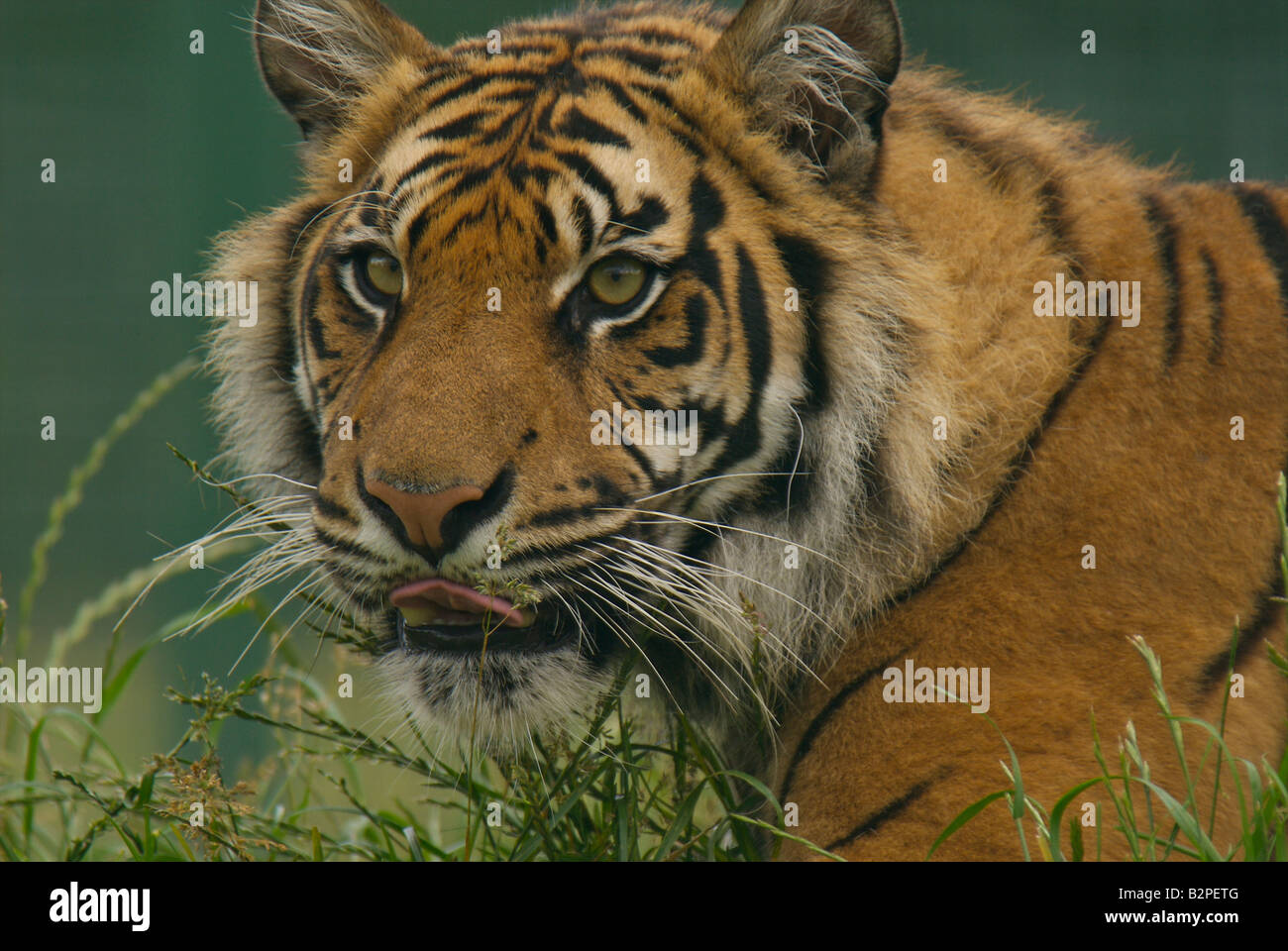 Sumatran tiger, captive, UK Stock Photo