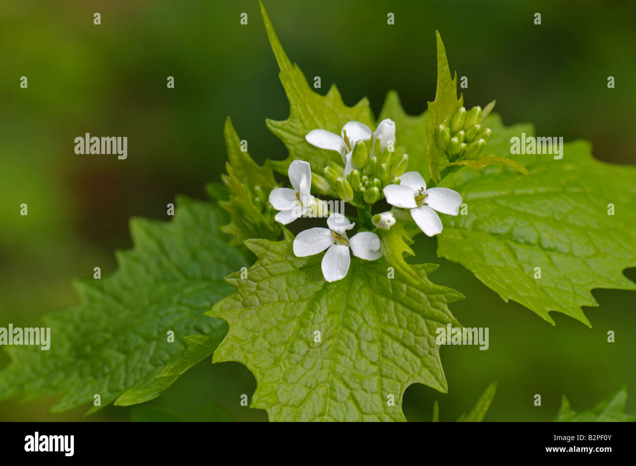 Hedge Garlic, Jackbythe hedge, Garlic Mustard (Alliaria petiolata), flowering Stock Photo Alamy