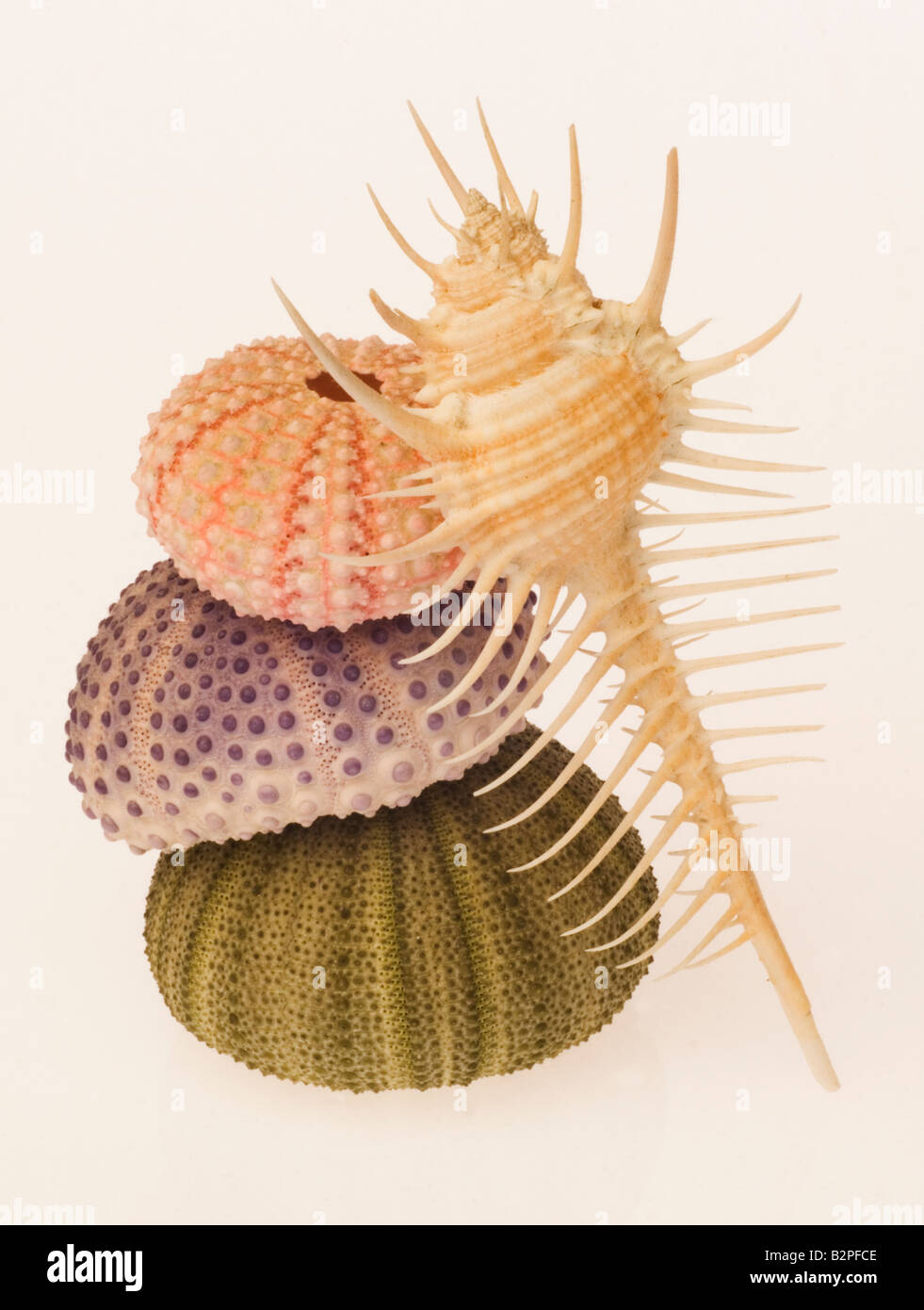 Sea urchins and shell Stock Photo