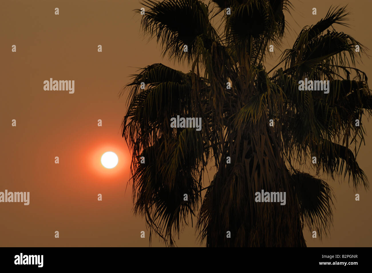 Forest Fire Sky 031025 0381 Stock Photo - Alamy