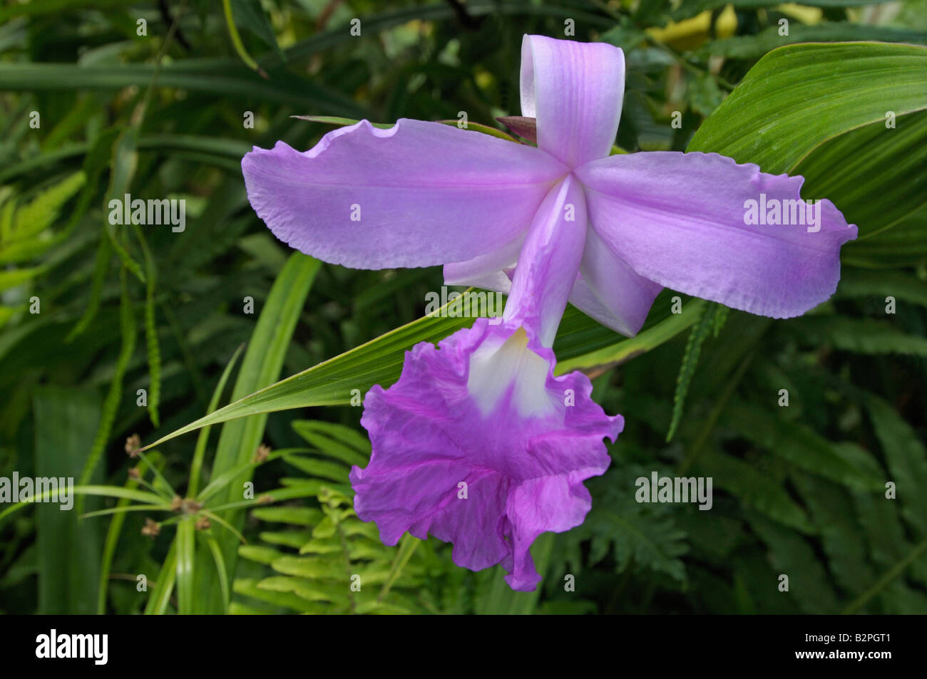 Large-flowered Sobralia, St.Anthonys Lily (Sobralia macrantha), flower Stock Photo