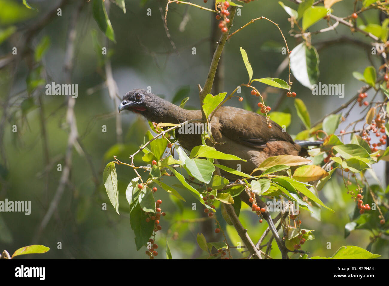 Rufous vented Chachalaca Ortalis ruficauda Stock Photo Alamy