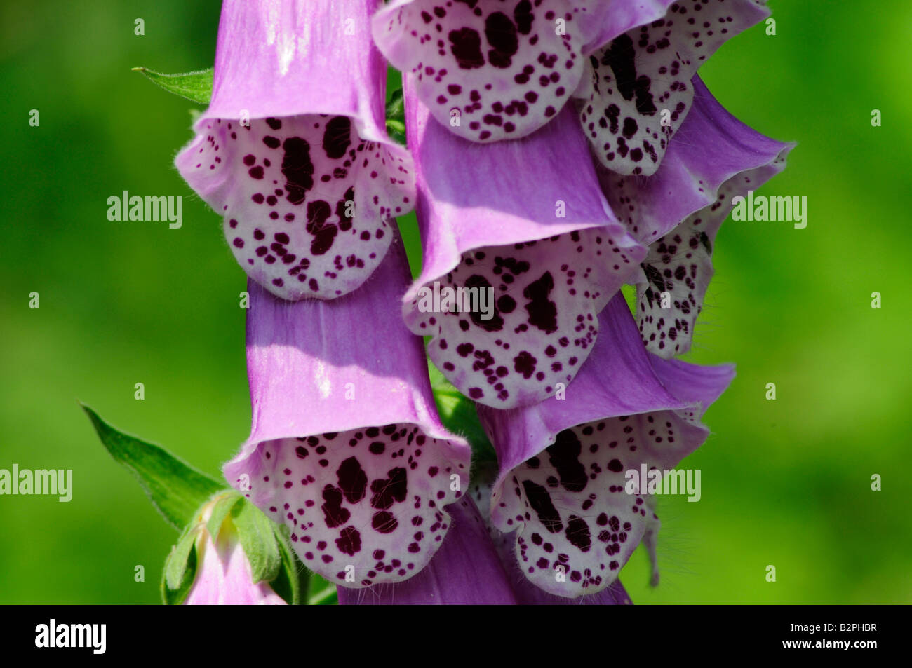 Poisonous Foxglove growing wild Magnoliophytanature Plantaginaceae