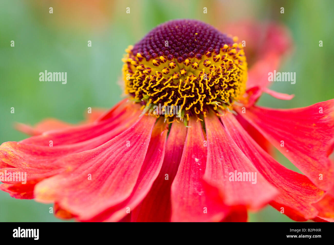 Helenium Moerheim Beauty flower close up Stock Photo