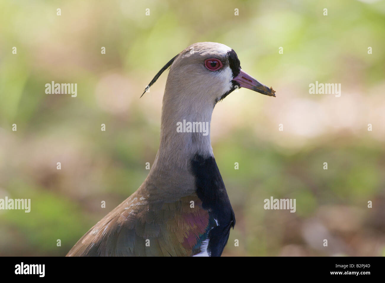 Southern Lapwing Vanellus chilensis close up of head Stock Photo