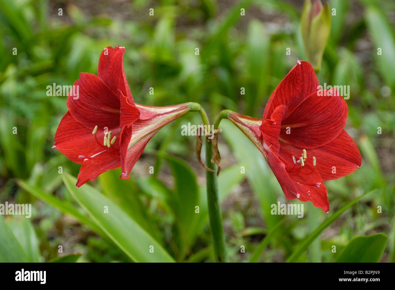 Amaryliss 060416 3706 Stock Photo