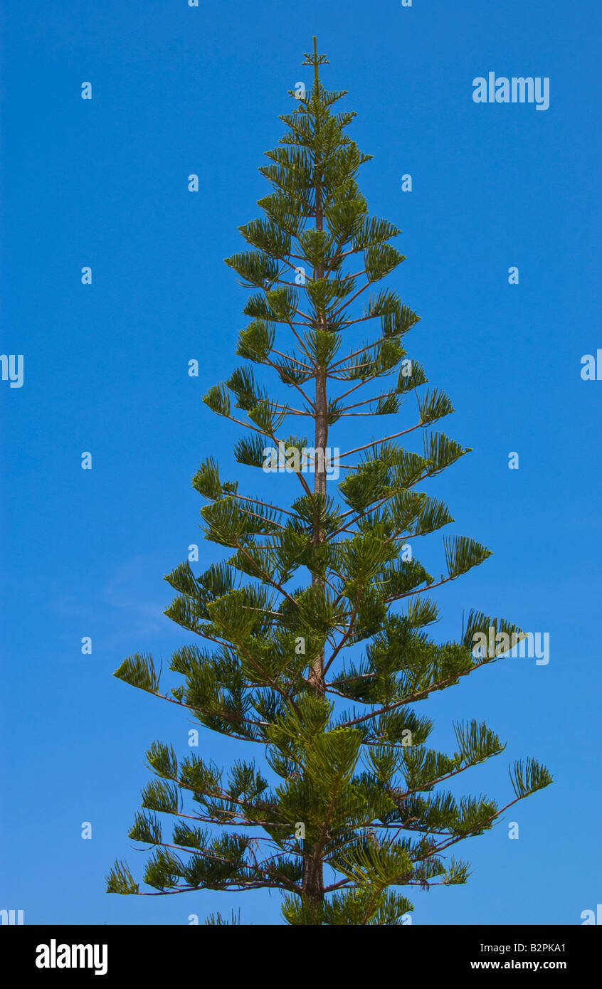 Pine tree growing near Malia on the Greek Mediterranean island of Crete