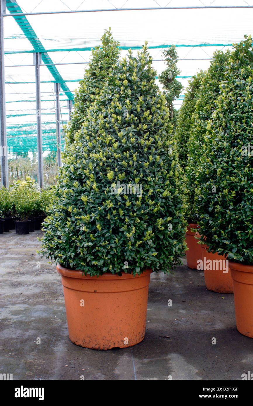 Box Buxus, Sempervirens, being grown in a nursery, UK Stock Photo