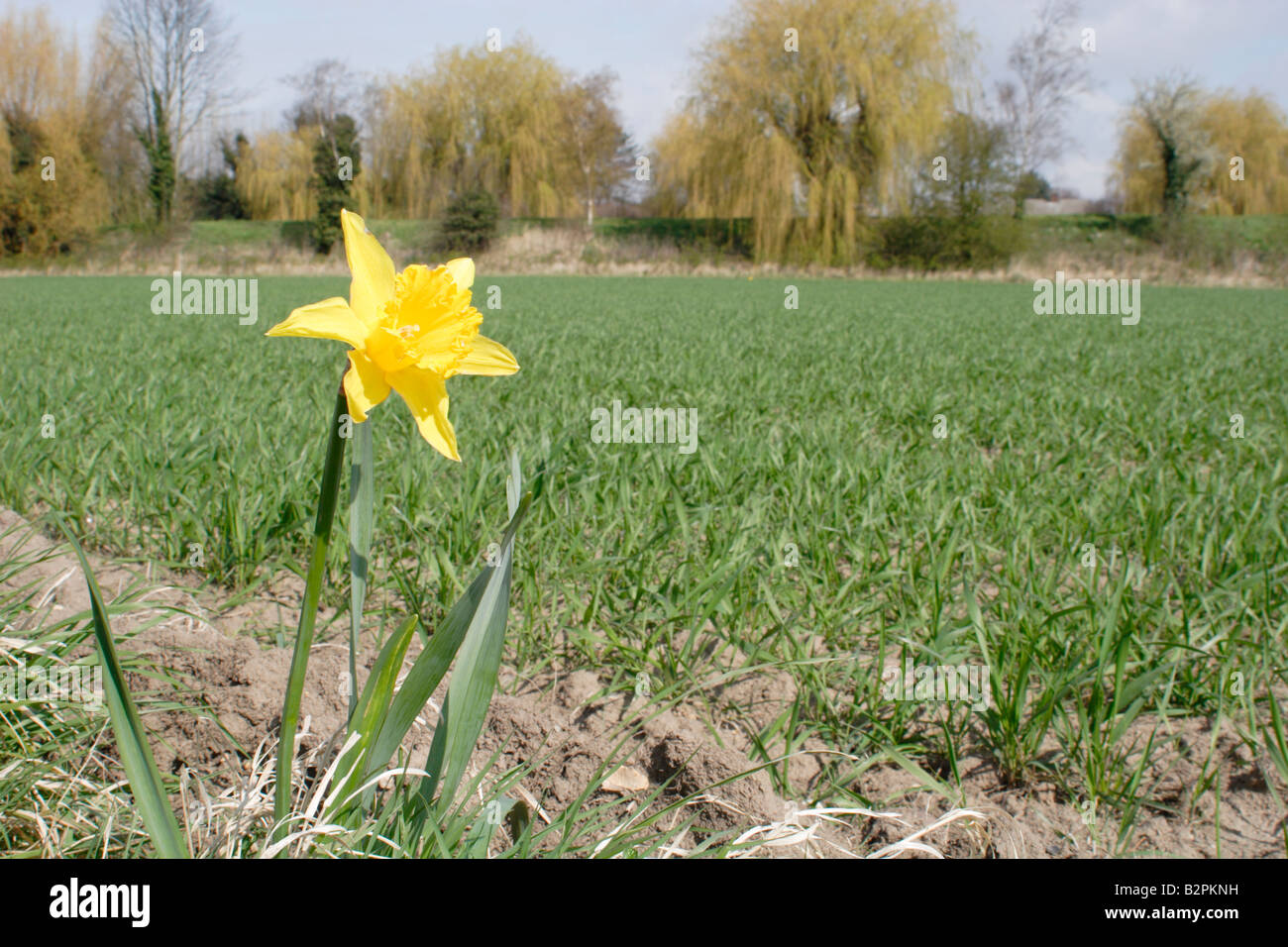 Spring Daffodil growing by a UK field Stock Photo Alamy