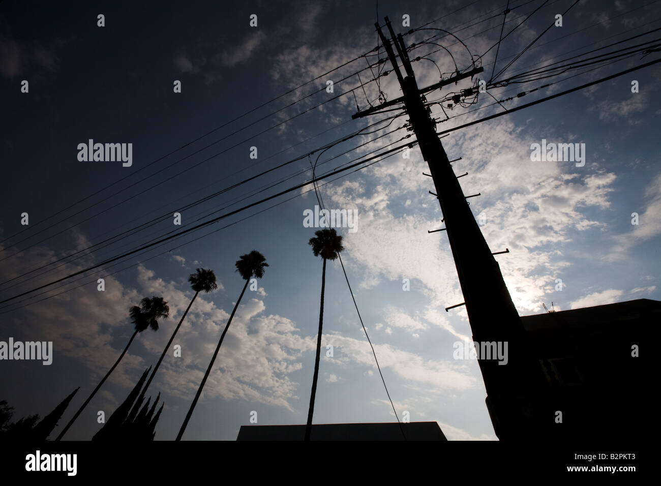 Palm Trees and Power Lines Corner of Edgemont Street and fountain Ave Hollywood California