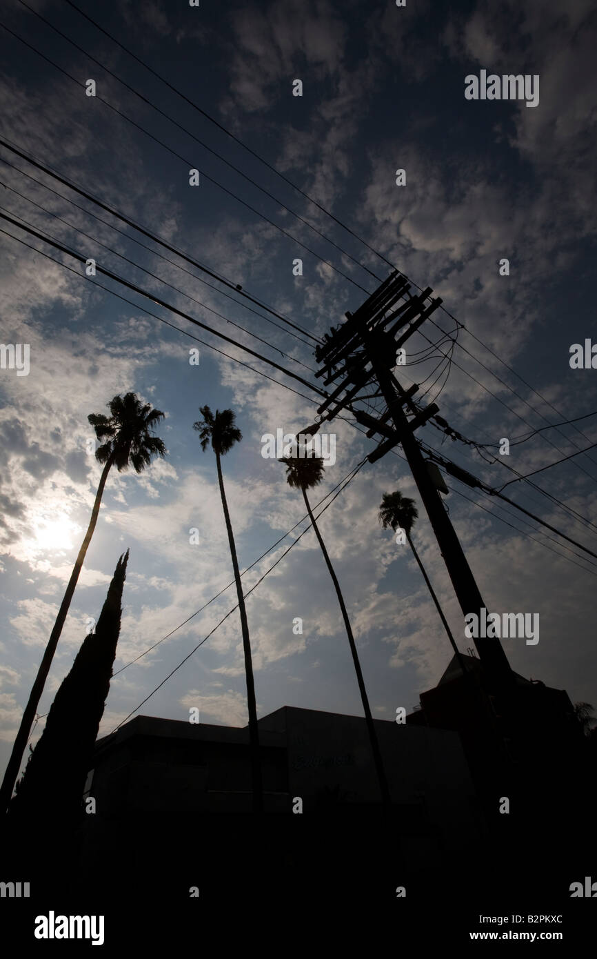 Palm Trees and Power Lines Corner of Edgemont Street and Fountain Ave Hollywood California