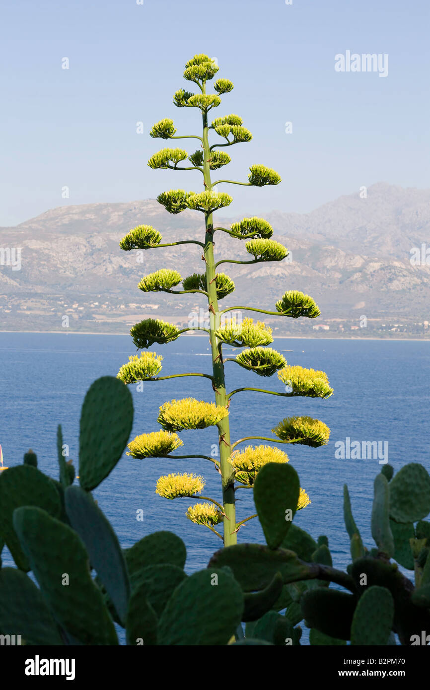 Mediterranean plants with sea behind Stock Photo Alamy