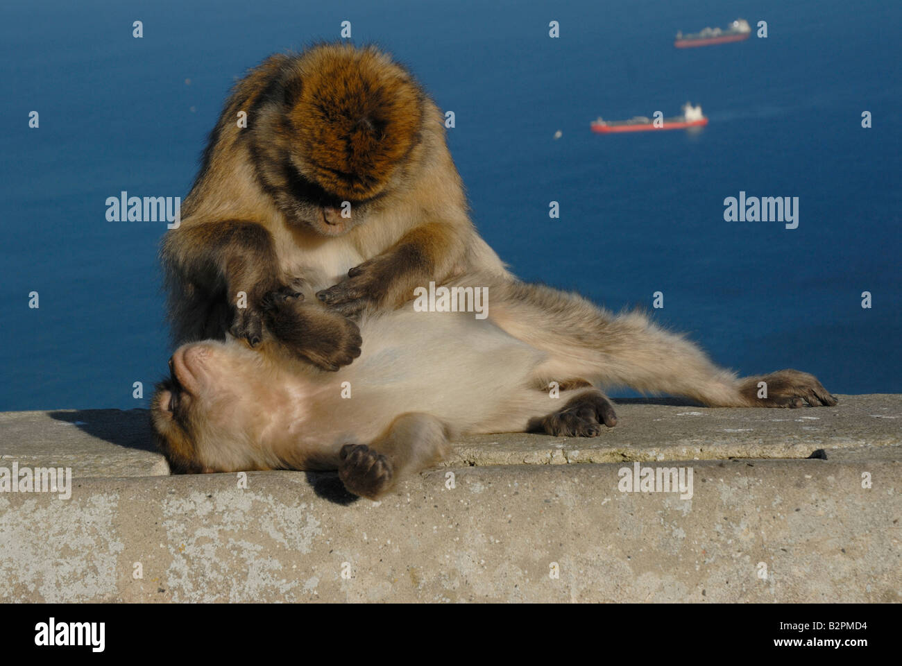 2 Barbary Macaques on Rock of Gibraltar with one cleaning the others fur Stock Photo