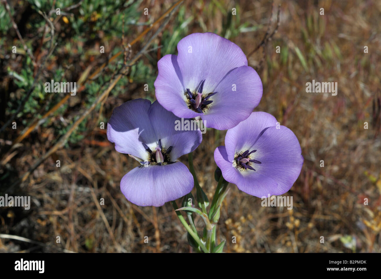 Splendid Mariposa lily Calochortus splendens Cuyamaca CA 080518 30345 Stock Photo