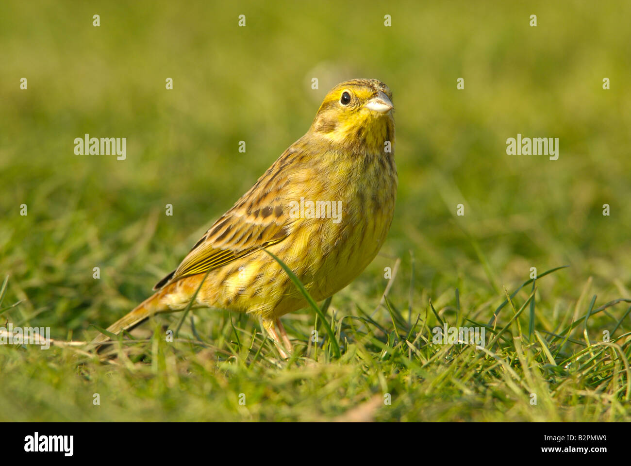 yellowhammer in field Stock Photo Alamy