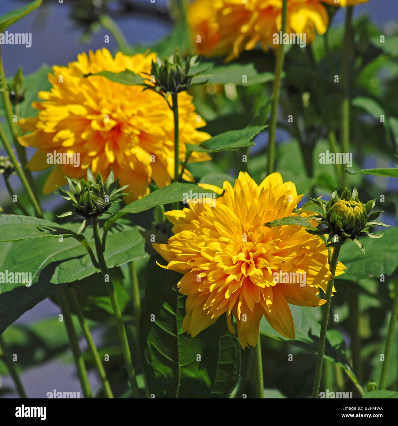 Helianthus 'Lodden Gold' Stock Photo - Alamy