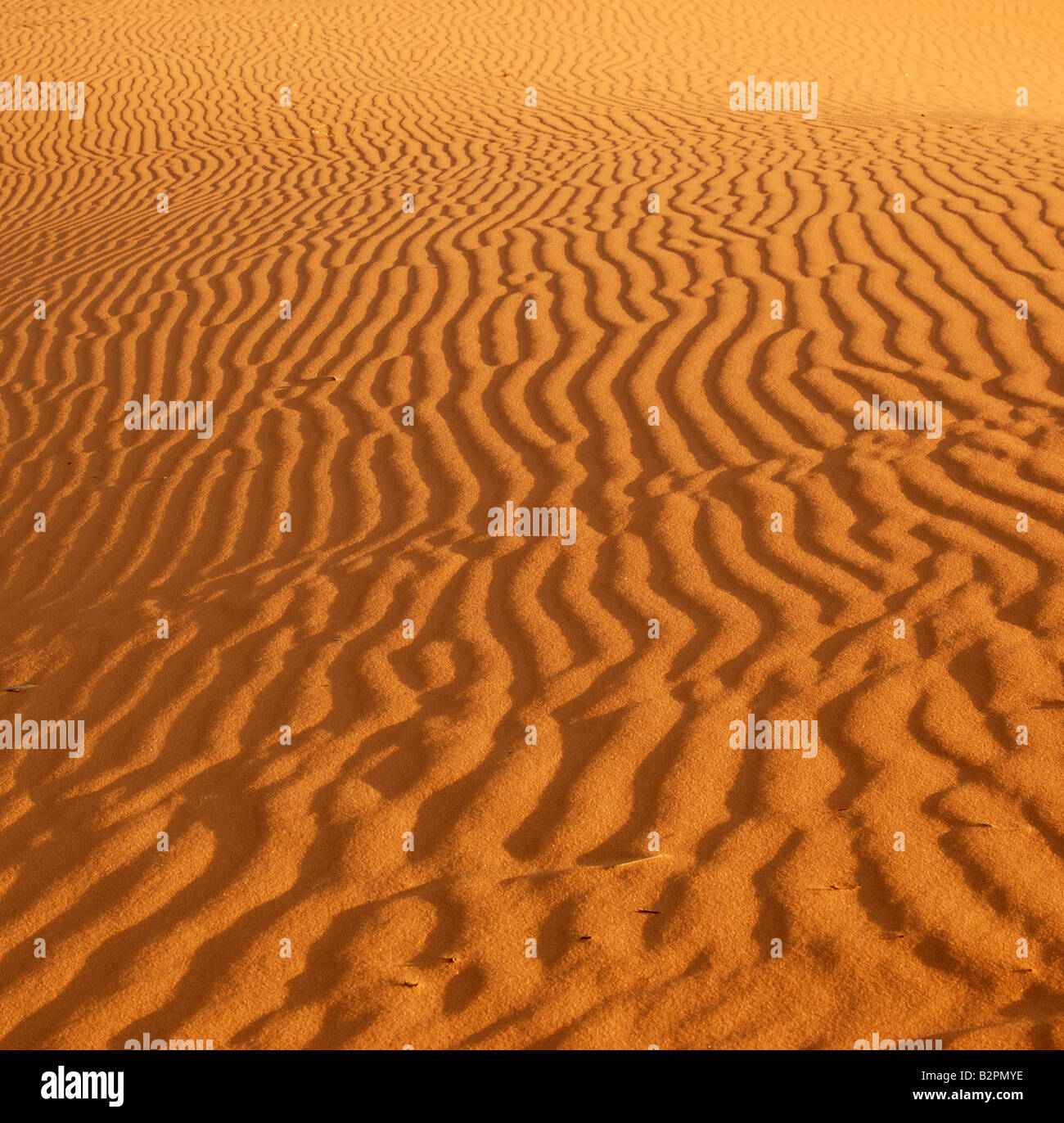 Utah Ripples Ripples in the sand in the Coral Pink Sand Dunes Park Utah lit by the ...