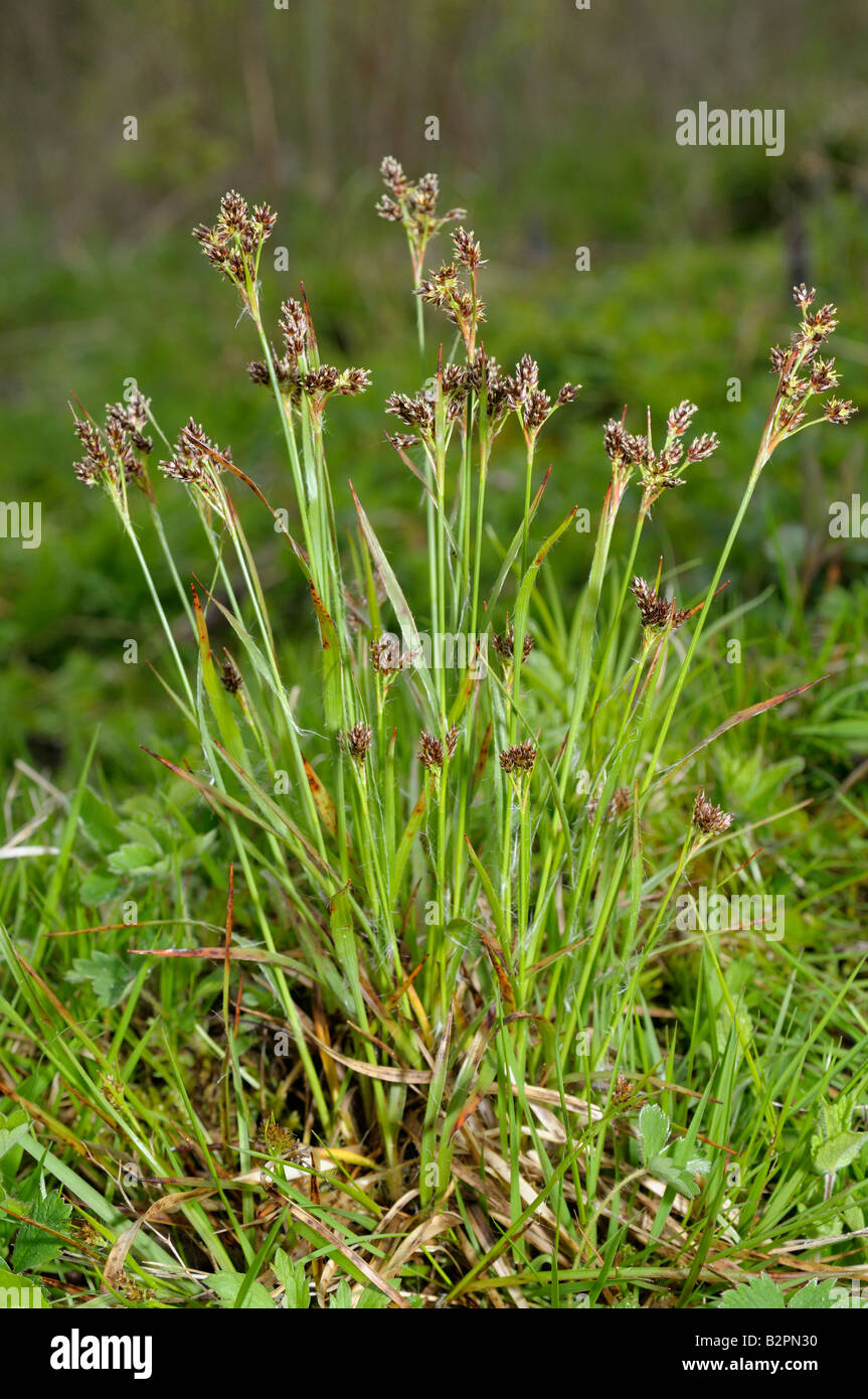Sharp-flowered Rush (Juncus acutiflorus), flowering Stock Photo