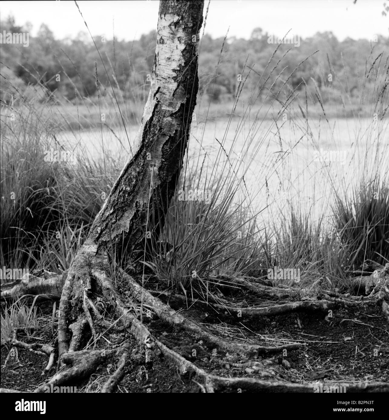 roots of a birch at a lake Stock Photo Alamy