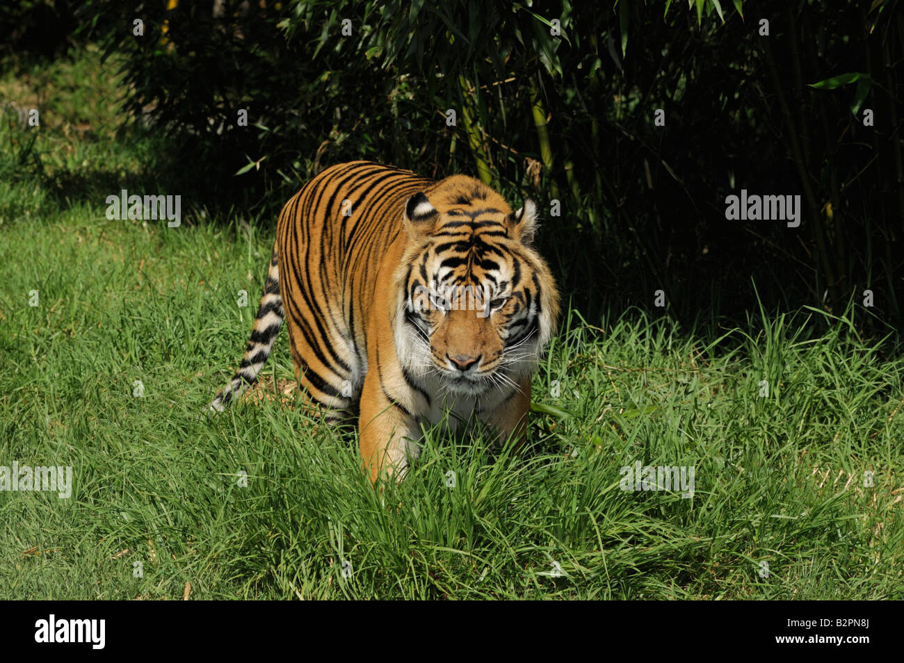 Bengal tiger Panthera tigris bengalensis is looking for something in the grass in front of dark bamboos Stock Photo