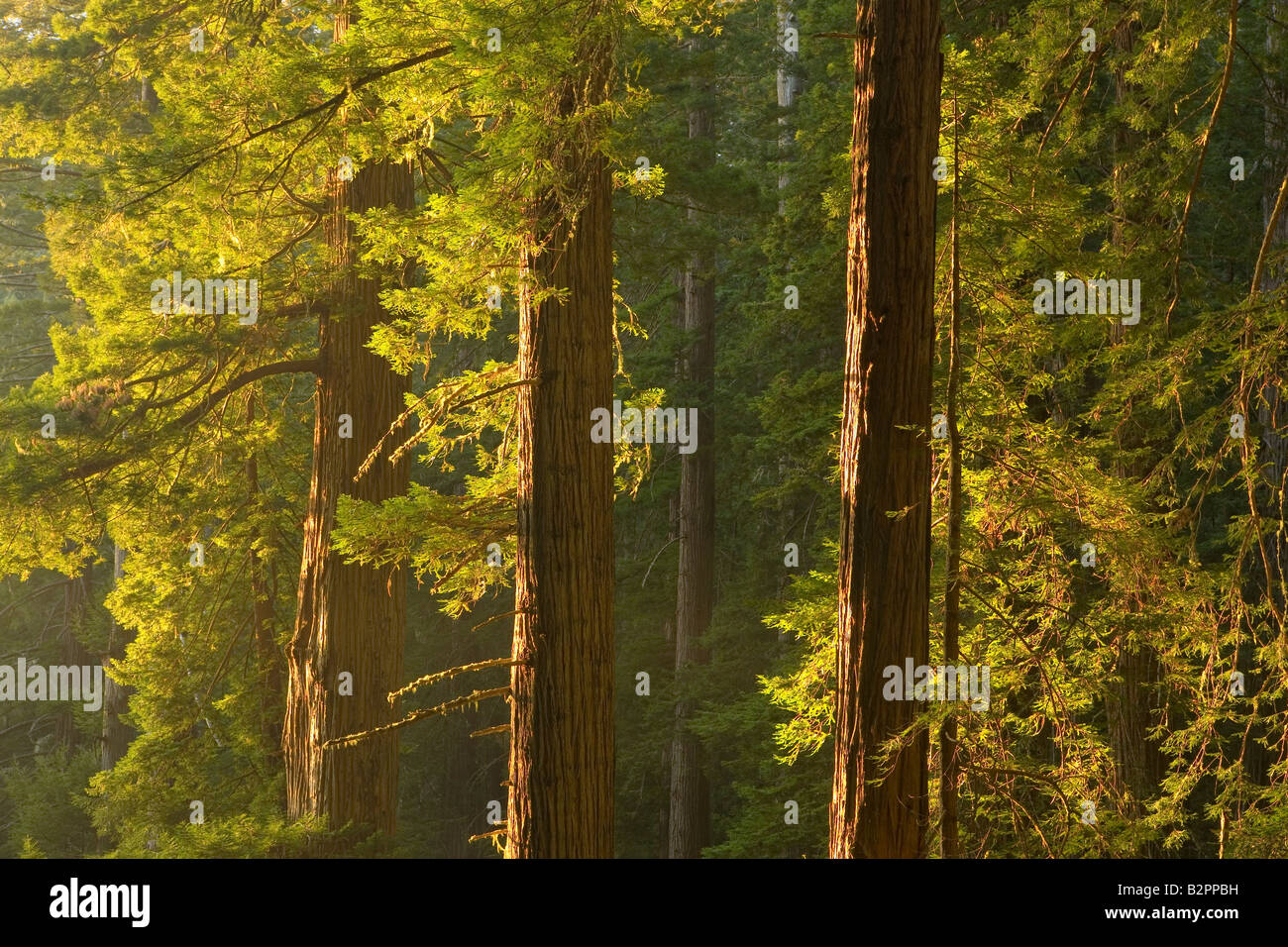 Redwood forest, Redwood National Park, sunset, horizontal Stock Photo