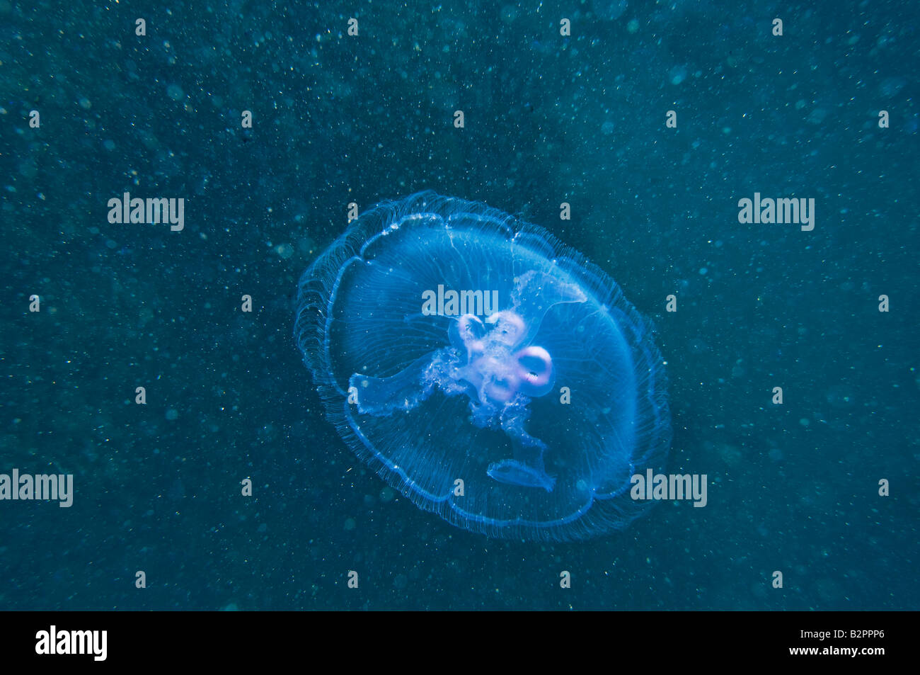 blue lilac jellyfish gliding crystal jellyfish red sea nettle feeding feed plankton zooplankton  zoo plankton wildlife free sea Stock Photo