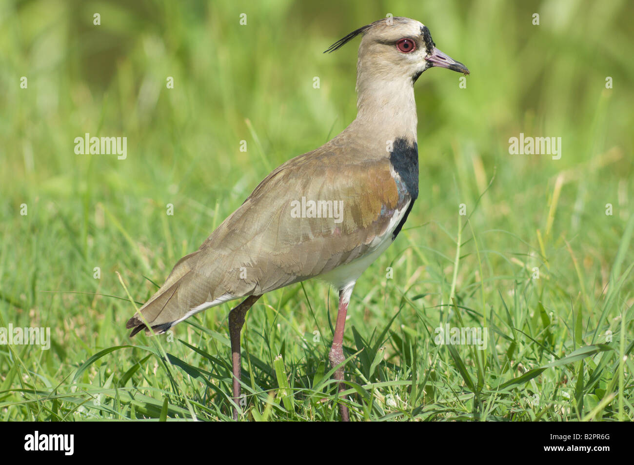 Southern Lapwing Vanellus chilensis Stock Photo