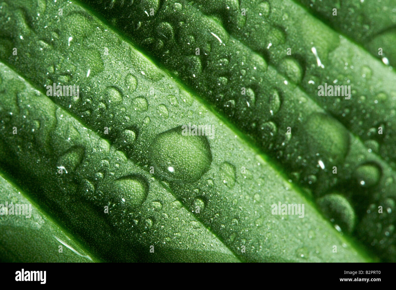 leaf and drop Stock Photo - Alamy