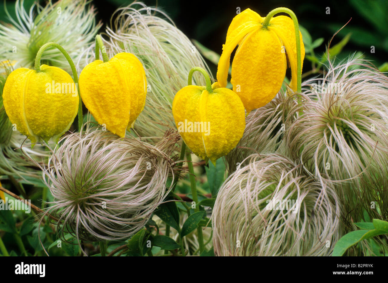 Clematis 'Bill Mackenzie' yellow flower climbing garden plant seed heads head Stock Photo