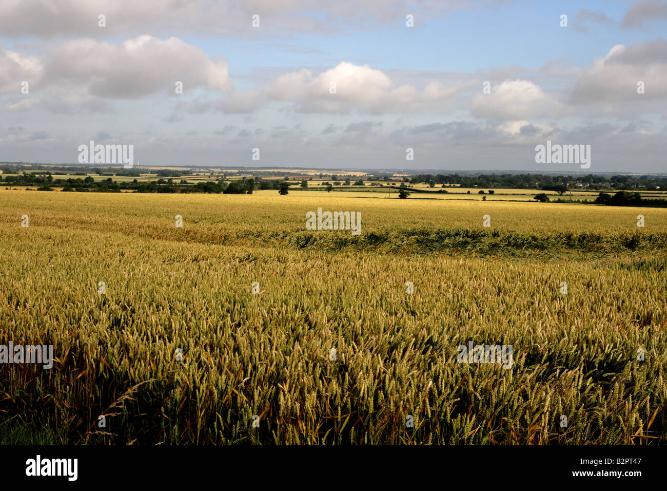 'Cambridgeshire Fields' Stock Photo