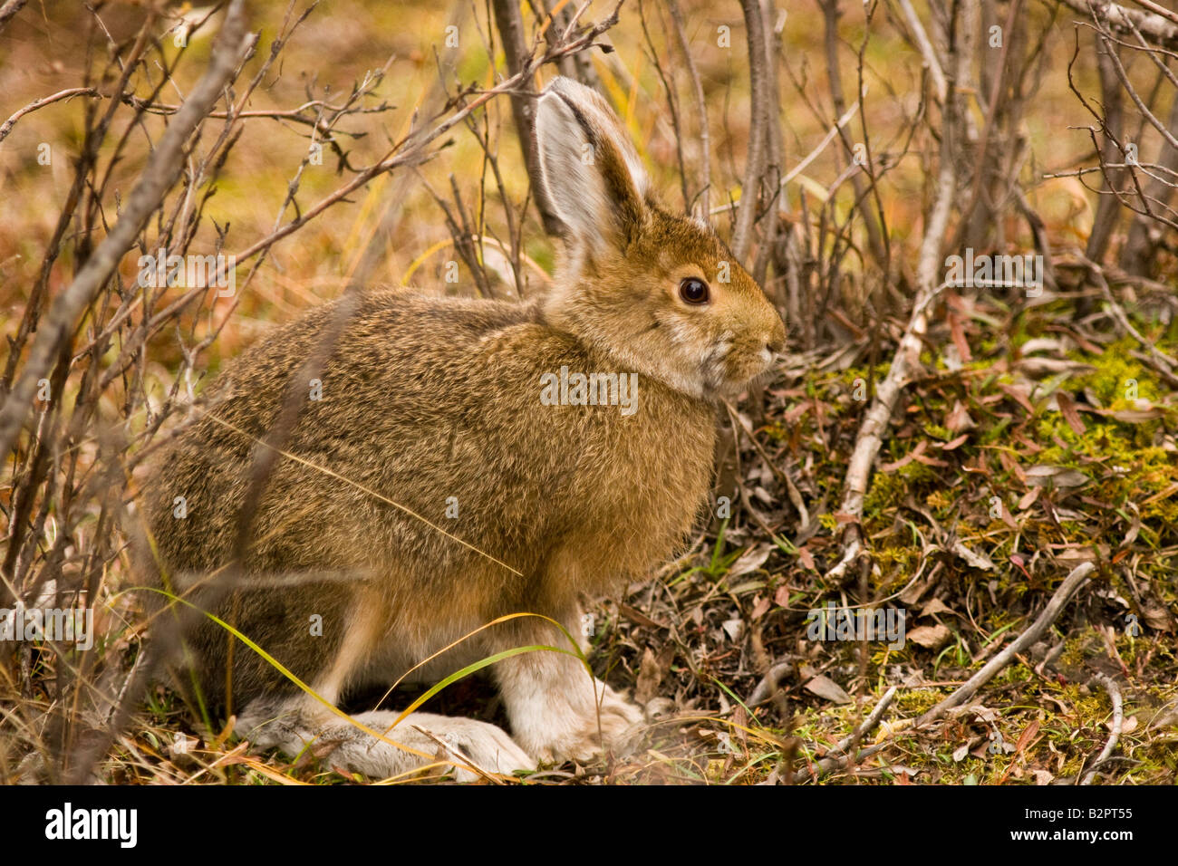 Snowshoe Hare (Lepus americanus) in summer Stock Photo Alamy