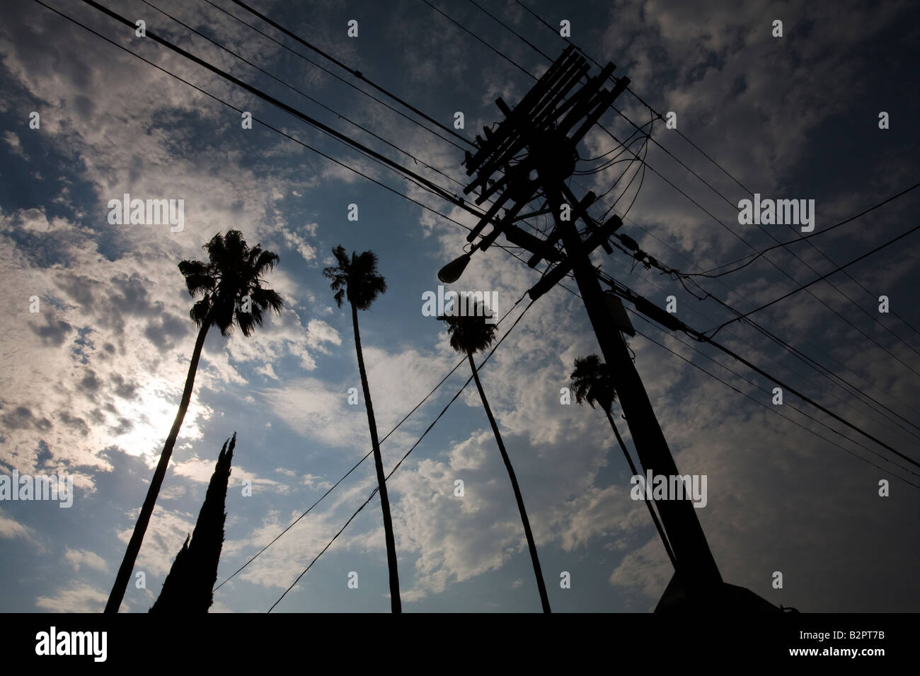 Palm Trees and Power Lines Corner of Edgemont Street and fountain Ave