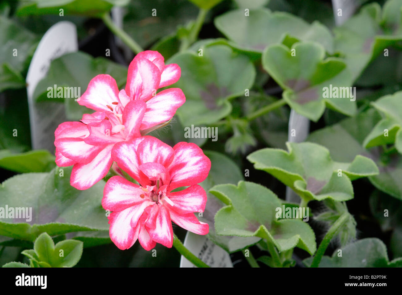 Foliage and flowers of the Candy Cane Ivy leaf Geranium Stock Photo