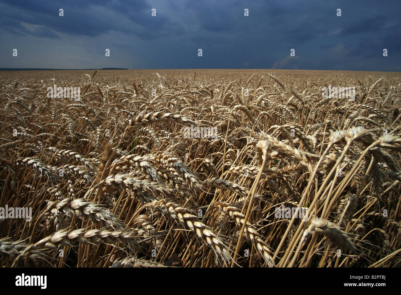 Flour And Semolina Plant Stock Photos &amp; Flour And Semolina