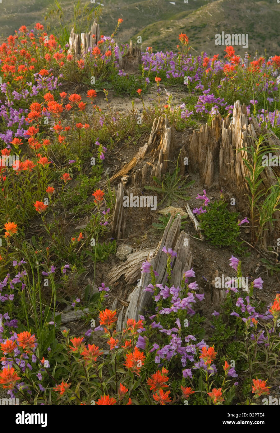 Flowers, Mt. St Helens National Monument, WA, Washington ,United States, Paint Brush, Penstemon, stumps, blast zone, volcano Stock Photo