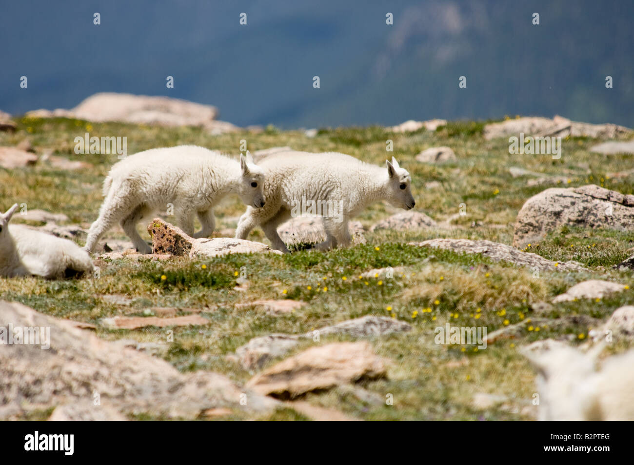 Mountain Goat Kids Stock Photo - Alamy