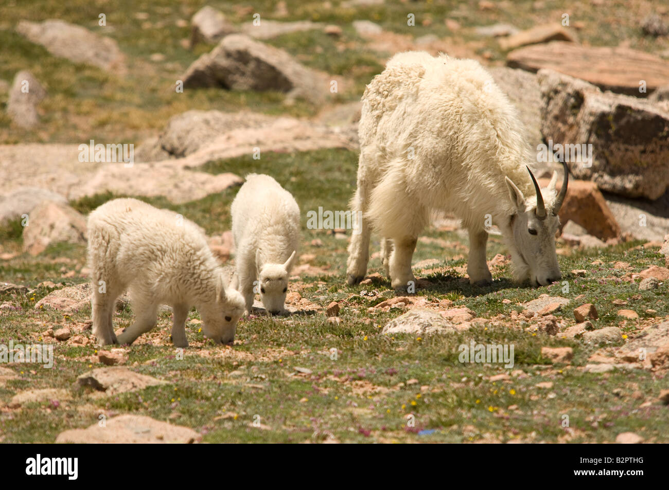 Mountain Goat with Kids Stock Photo - Alamy