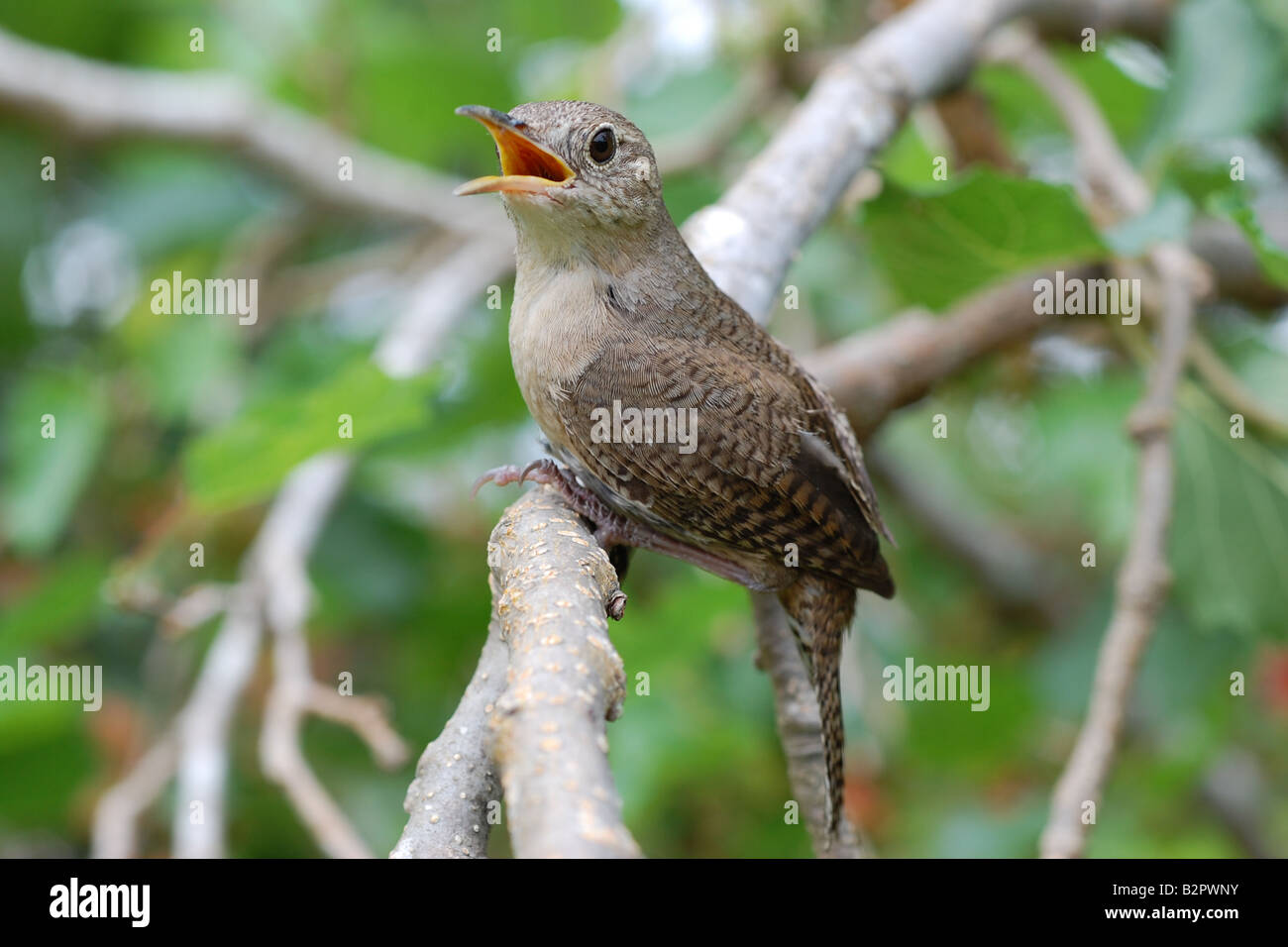 House wren on a branch Stock Photo