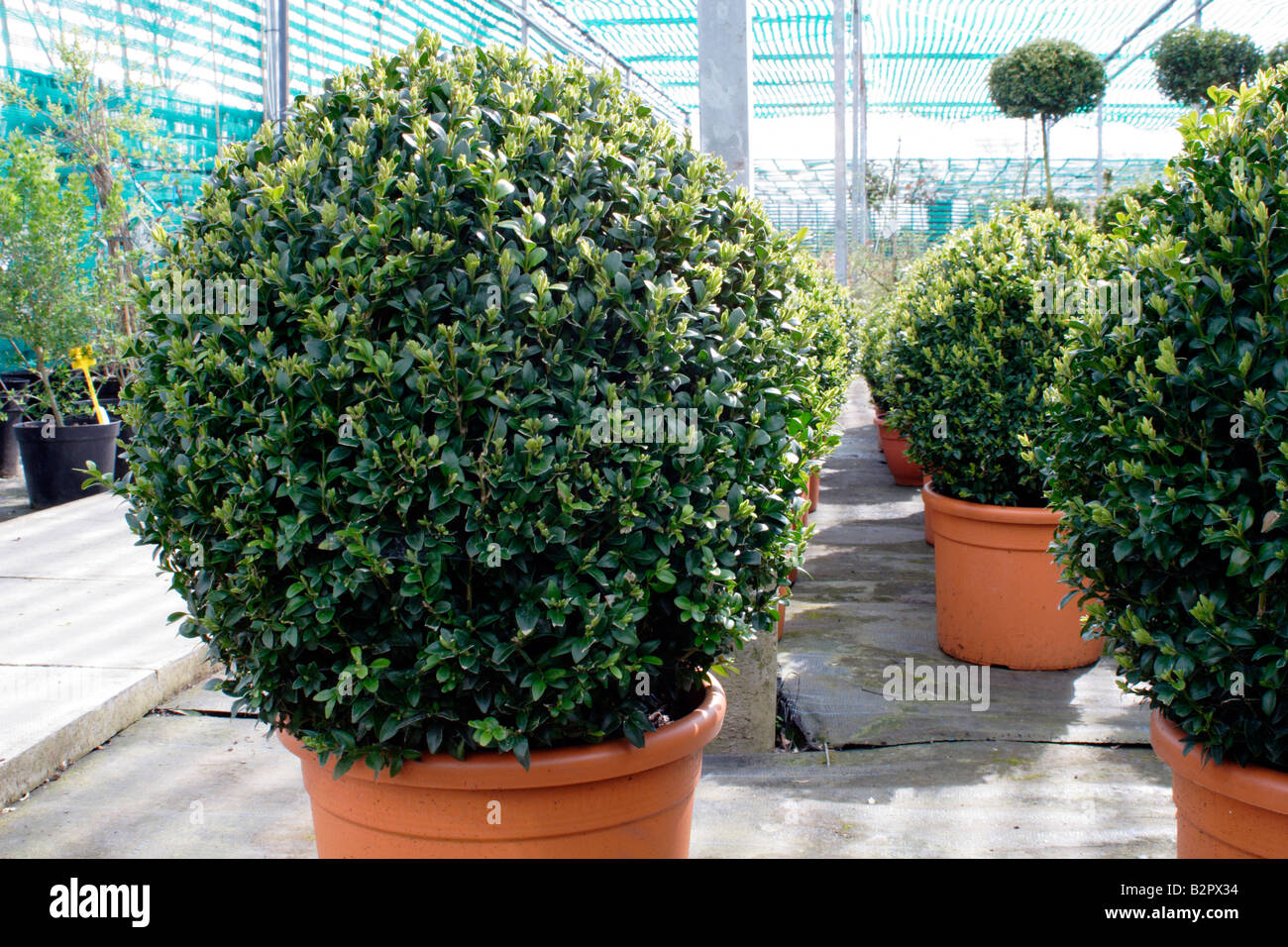 Box Buxus, Sempervirens, being grown in a nursery, UK Stock Photo