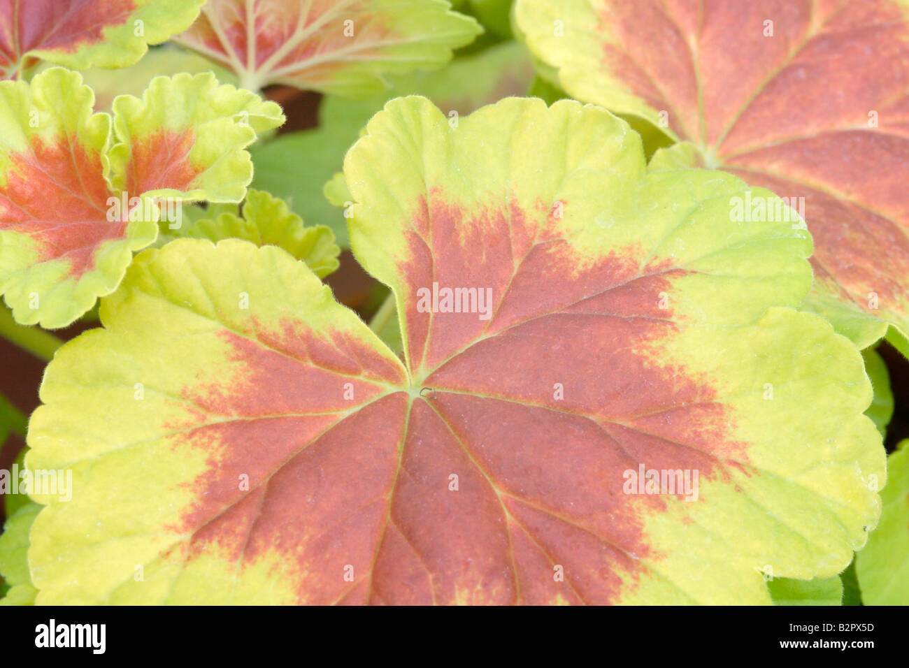 Foliage of the Occold Shield Geranium, Pelargonium x hortum Stock Photo