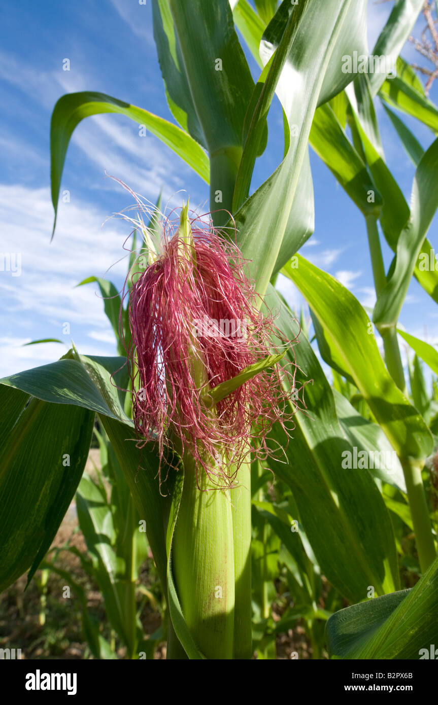 Maize / Sweet Corn female flower head, Indre et Loire, France Stock
