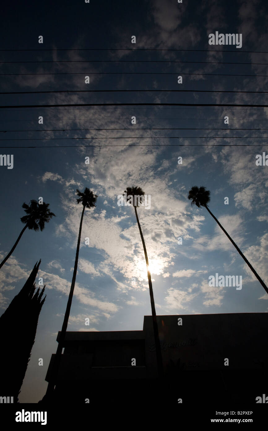 Palm Trees and Power Lines Corner of Edgemont Street and fountain Ave