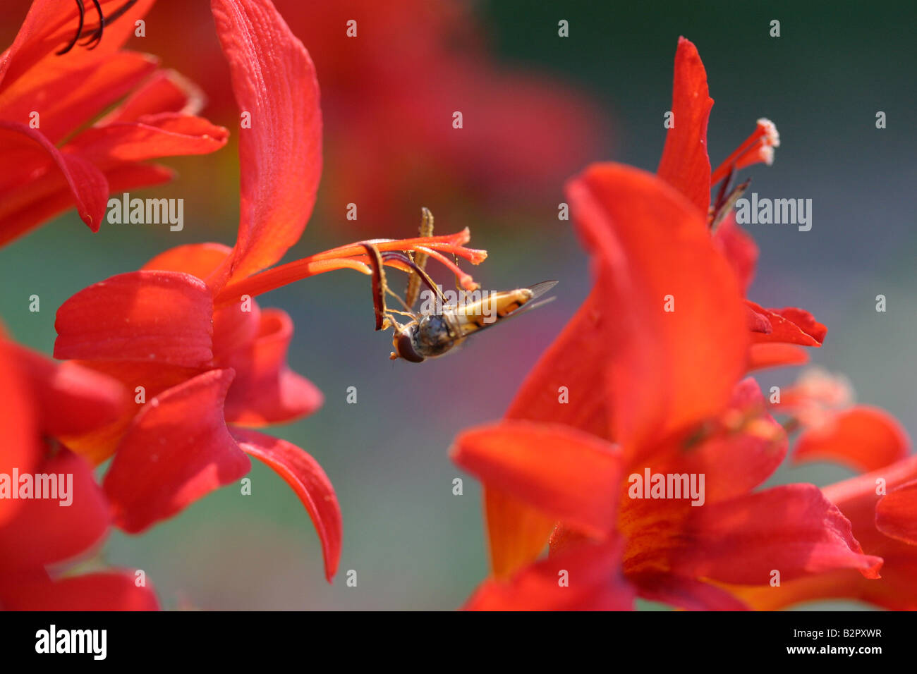 Hoverfly on red flowers Stock Photo