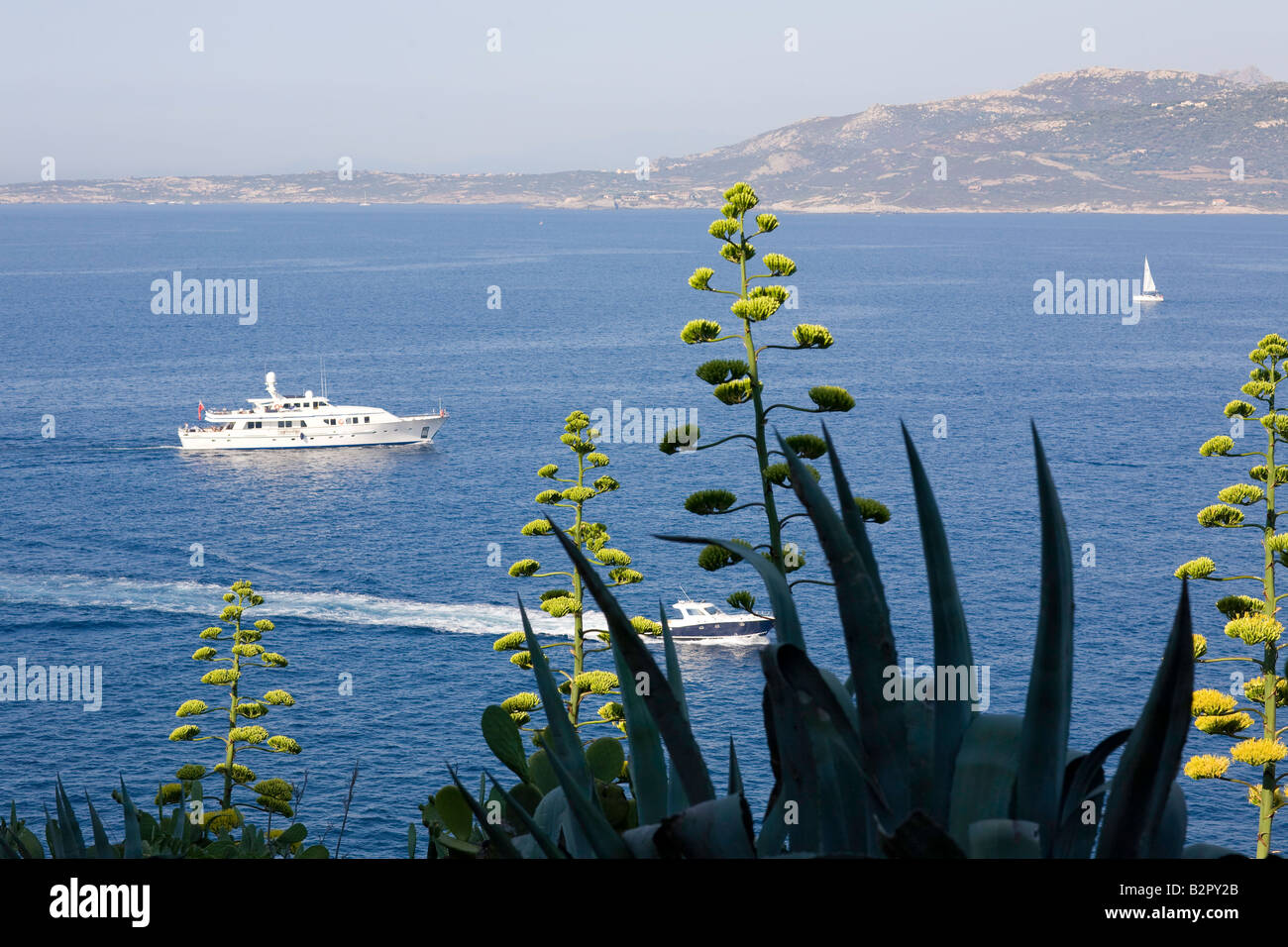 Mediterranean plants with sea background Stock Photo Alamy