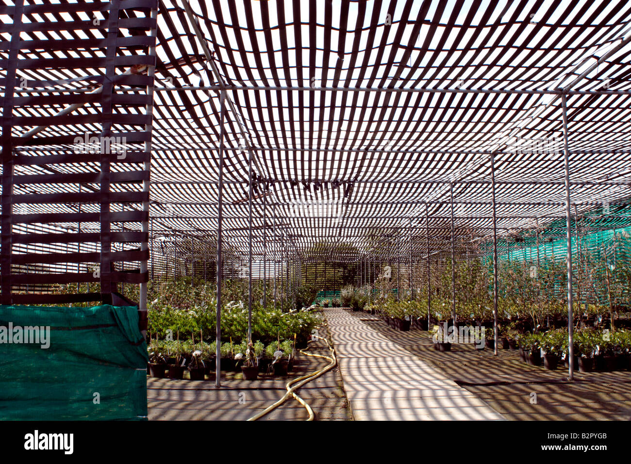 Hardy nursery stock being grown in a shade house, UK Stock Photo