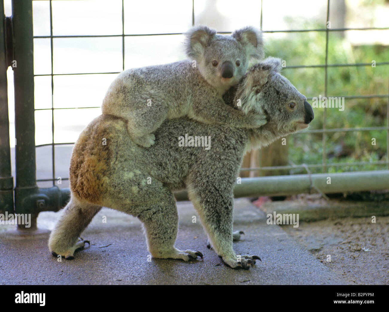 Mother and a Child of Koala at Koala Park Island Queensland