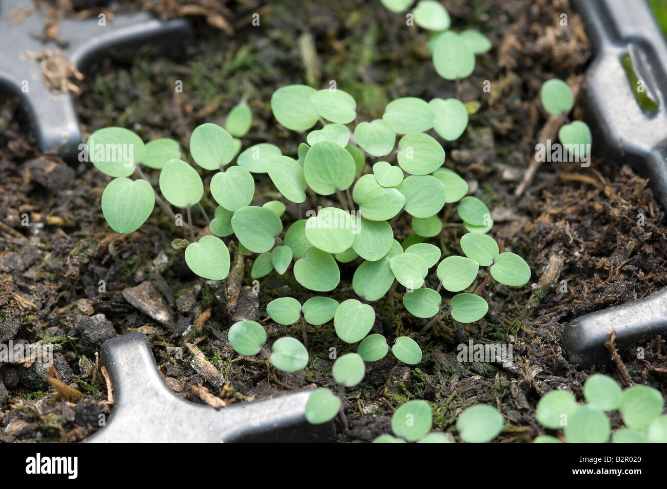 Columbine flower pot hires stock photography and images Alamy